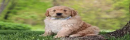 Golden Retriever dogs for sale: Loki - Ad 4