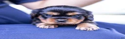 Cavalier King Charles Spaniel dogs for sale: Spanky - Ad 11