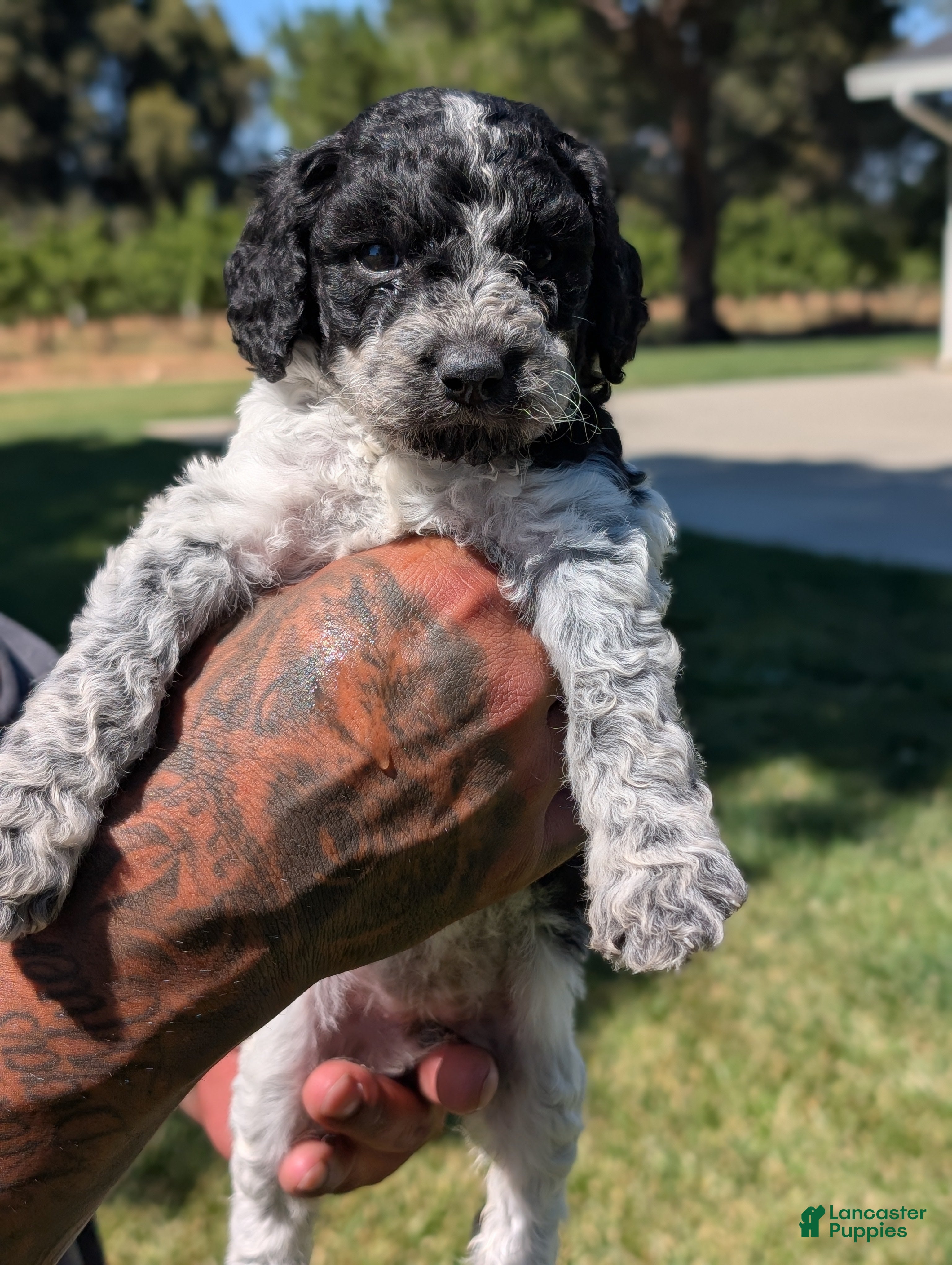 Mixed Breed dogs SABRINA - Ad 2