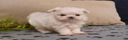 Maltese dogs for sale: Snowball - Ad 2