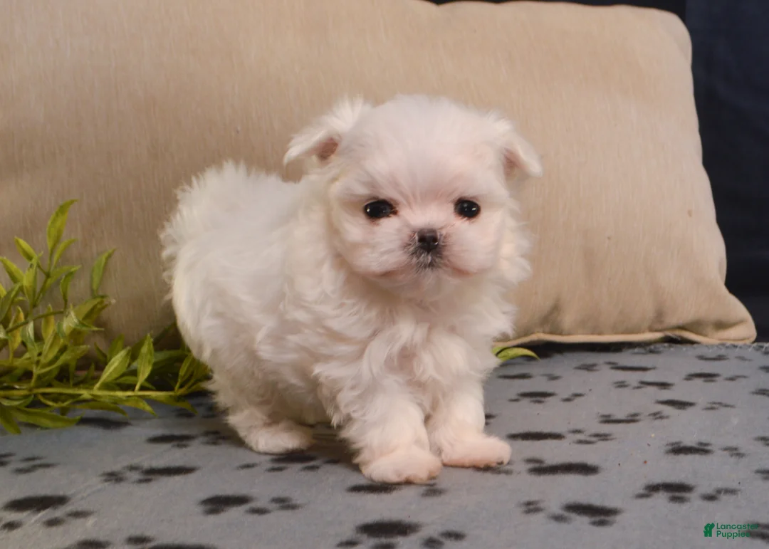 Maltese dogs for sale: Snowball - Ad 2