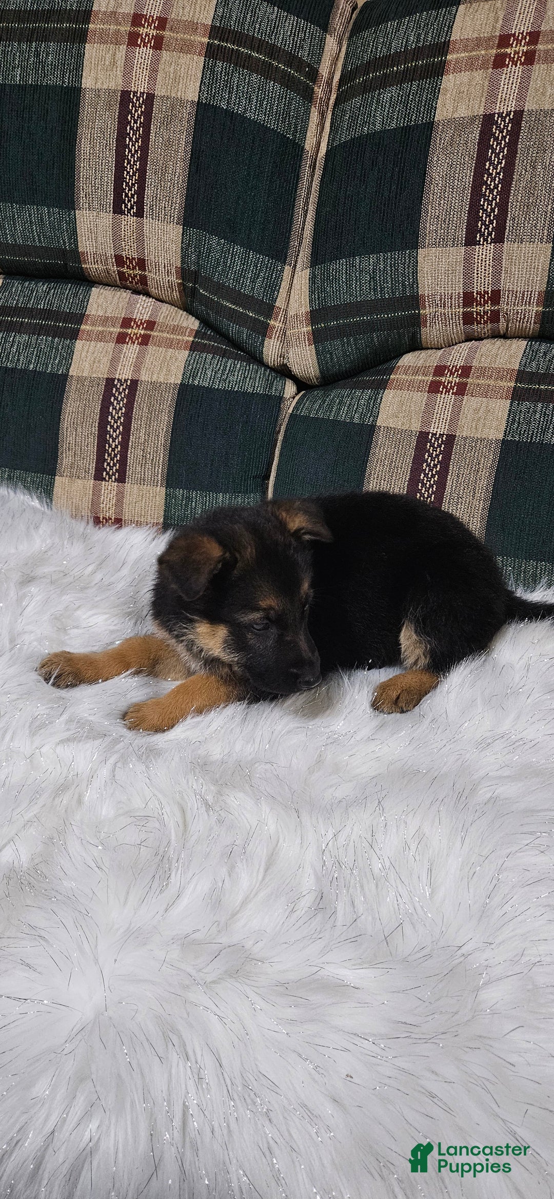 German Shepherd dogs for sale: Bella - Ad 3