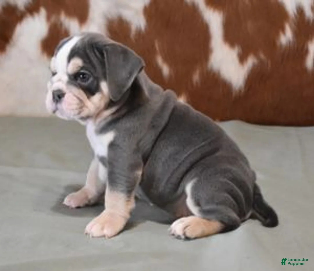 English Bulldog dogs for sale: BESS, BLUE TRI FEMALE - Ad 3