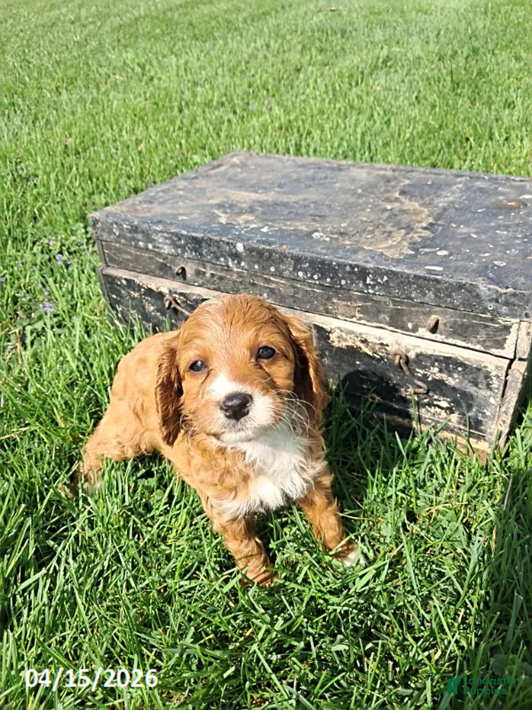 Cavapoo dogs for sale: Kim  - Ad 5