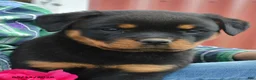 Rottweiler dogs for sale: Willow - Ad 2