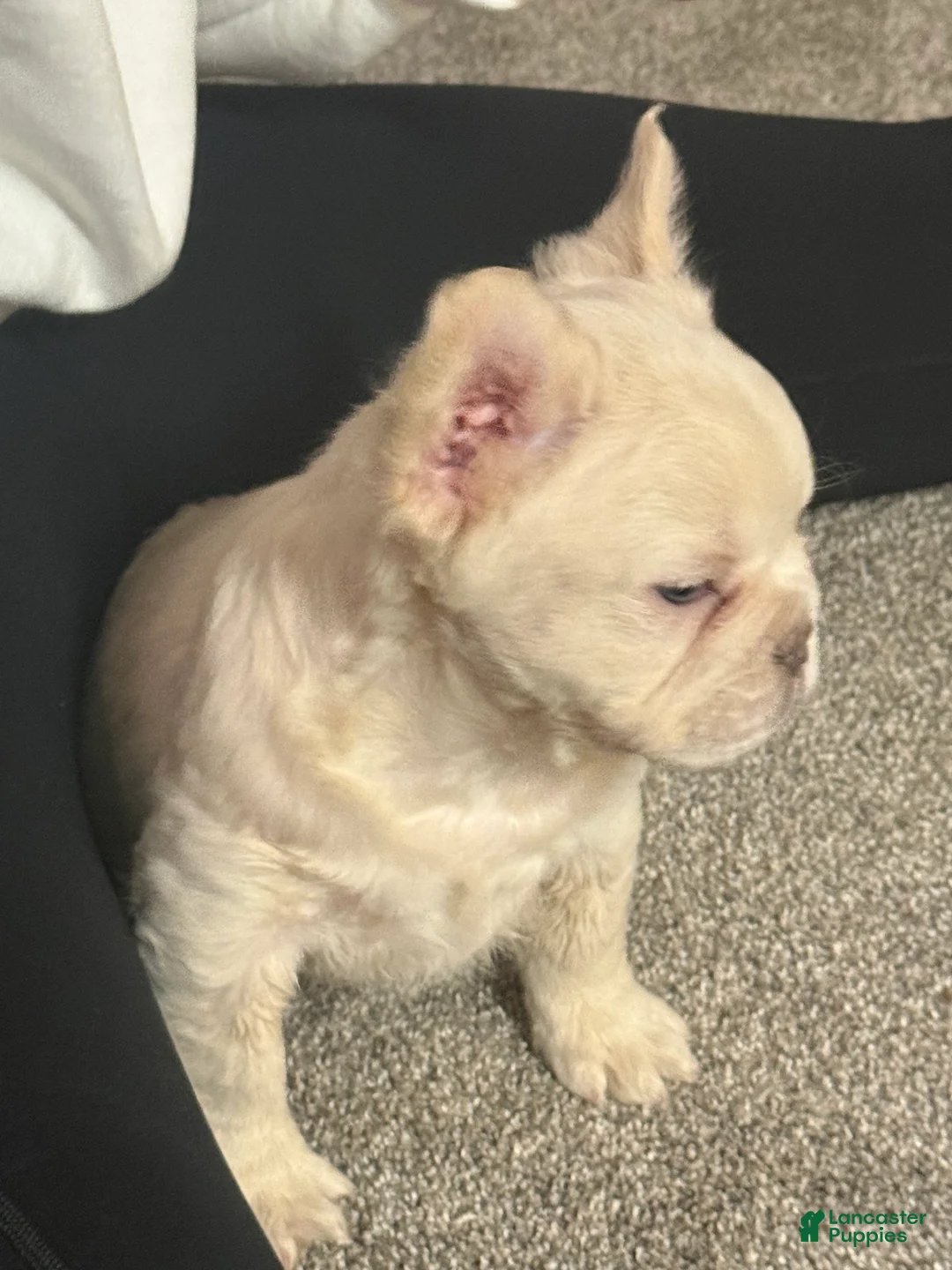 French Bulldog dogs for sale: Mini French Bulldog Puppy!  Fluffy!  Platinum!  - Ad 3