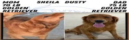 Golden Retriever dogs for sale: Hudson  - Ad 11