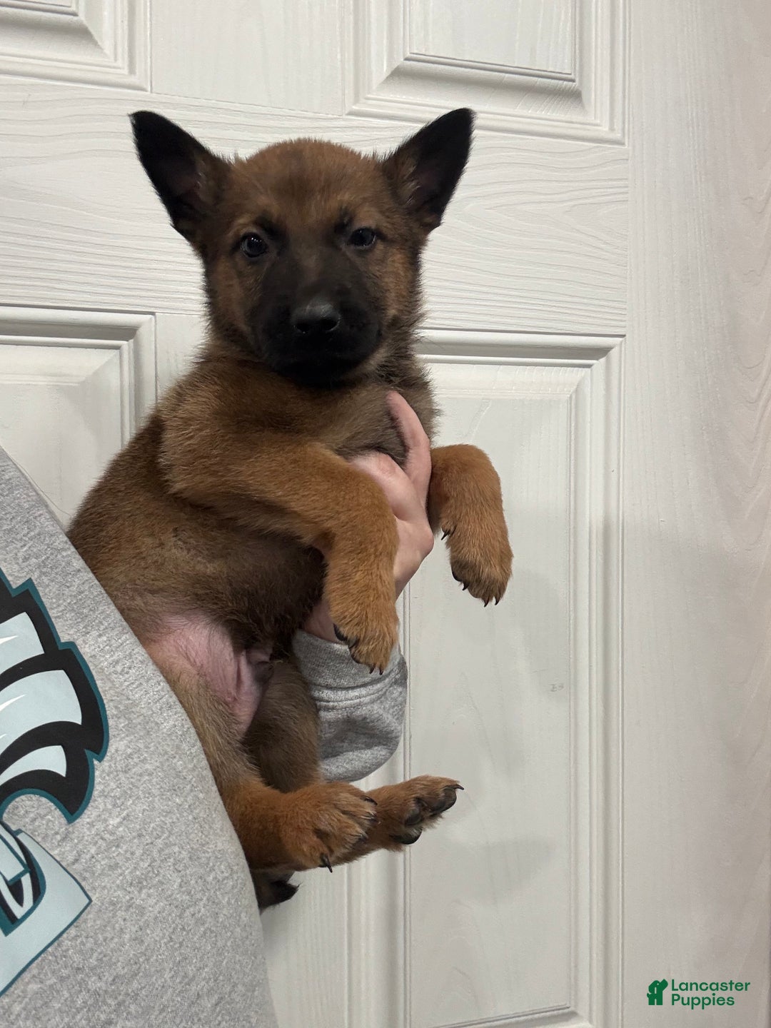 German Shepherd dogs for sale: German Shepherd Puppy 1 - Ad 6