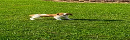 Brittany Spaniel dogs for sale: Tug - Ad 5