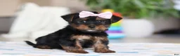 Morkie dogs for sale: Jazzie - Ad 5