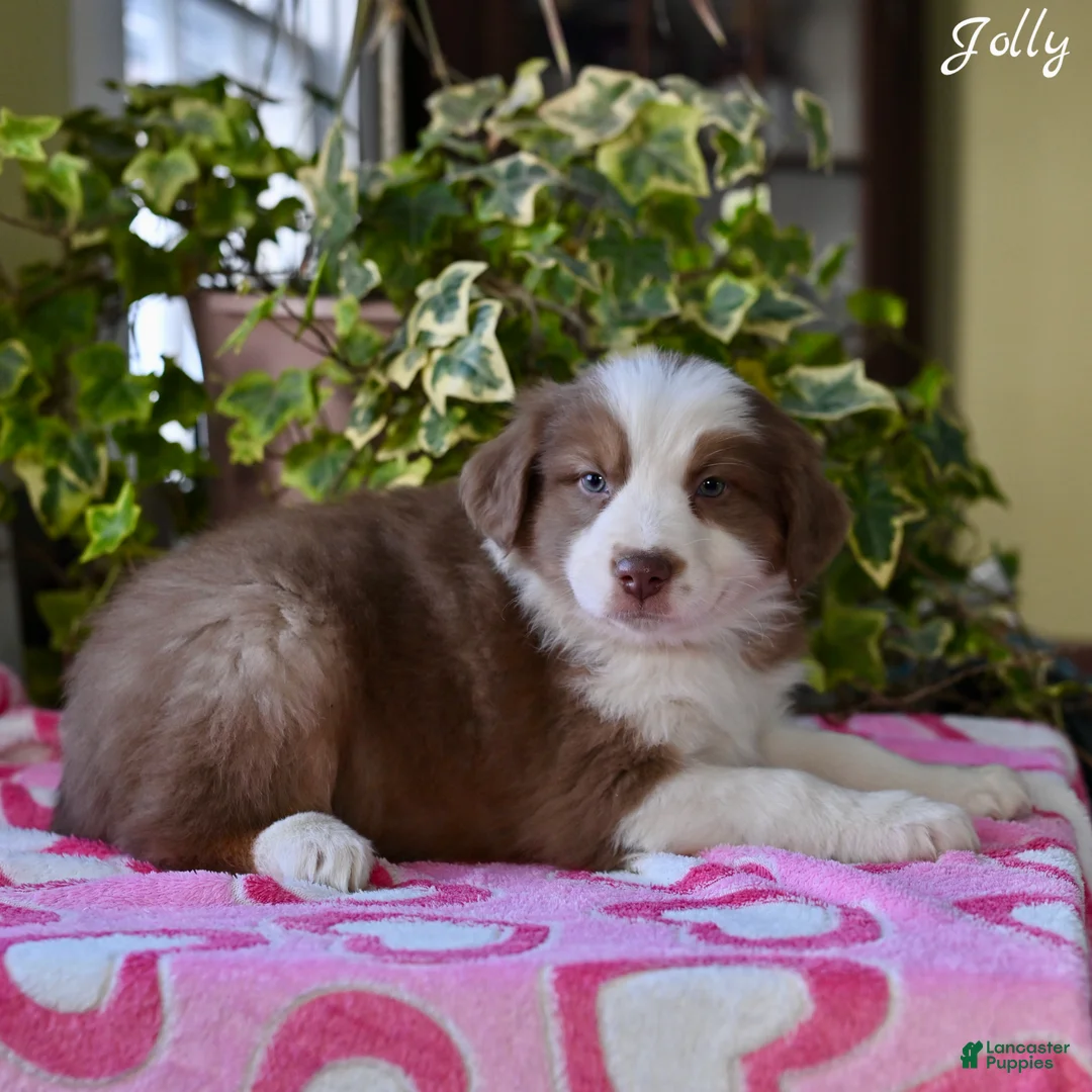 Australian Shepherd dogs for sale: Jolly - Ad 5