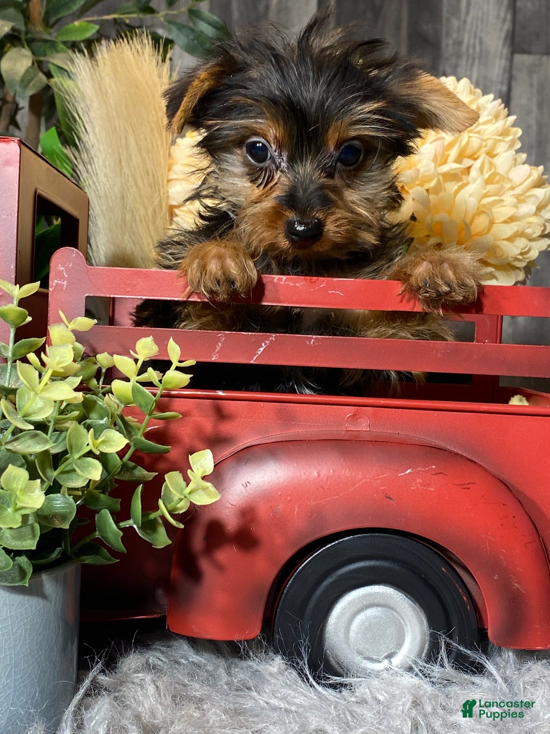 Yorkshire Terrier dogs for sale: Yarah - Ad 2