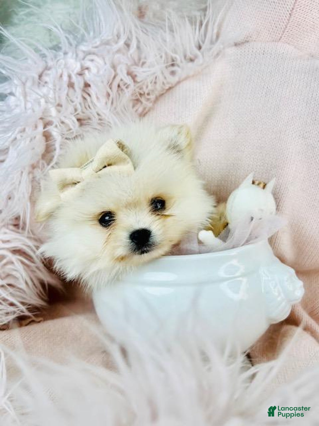 Pomeranian dogs for sale: Teacup Pomeranian Puppy 1 - Ad 2