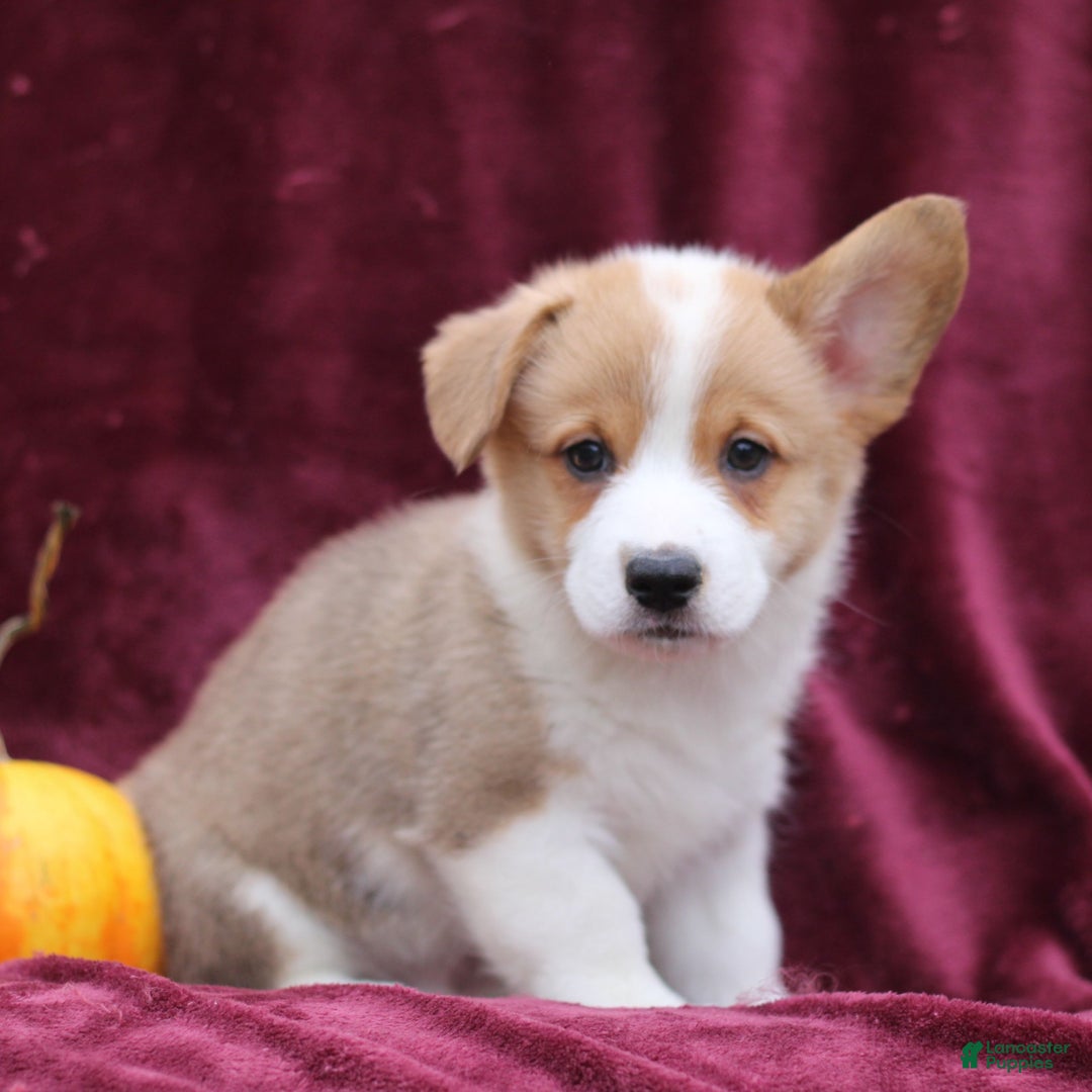 Welsh Corgi Pembroke dogs for sale: Hayes  - Ad 4