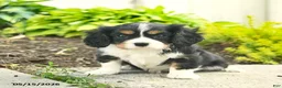Cavalier King Charles Spaniel dogs for sale: Honey   - Ad 2
