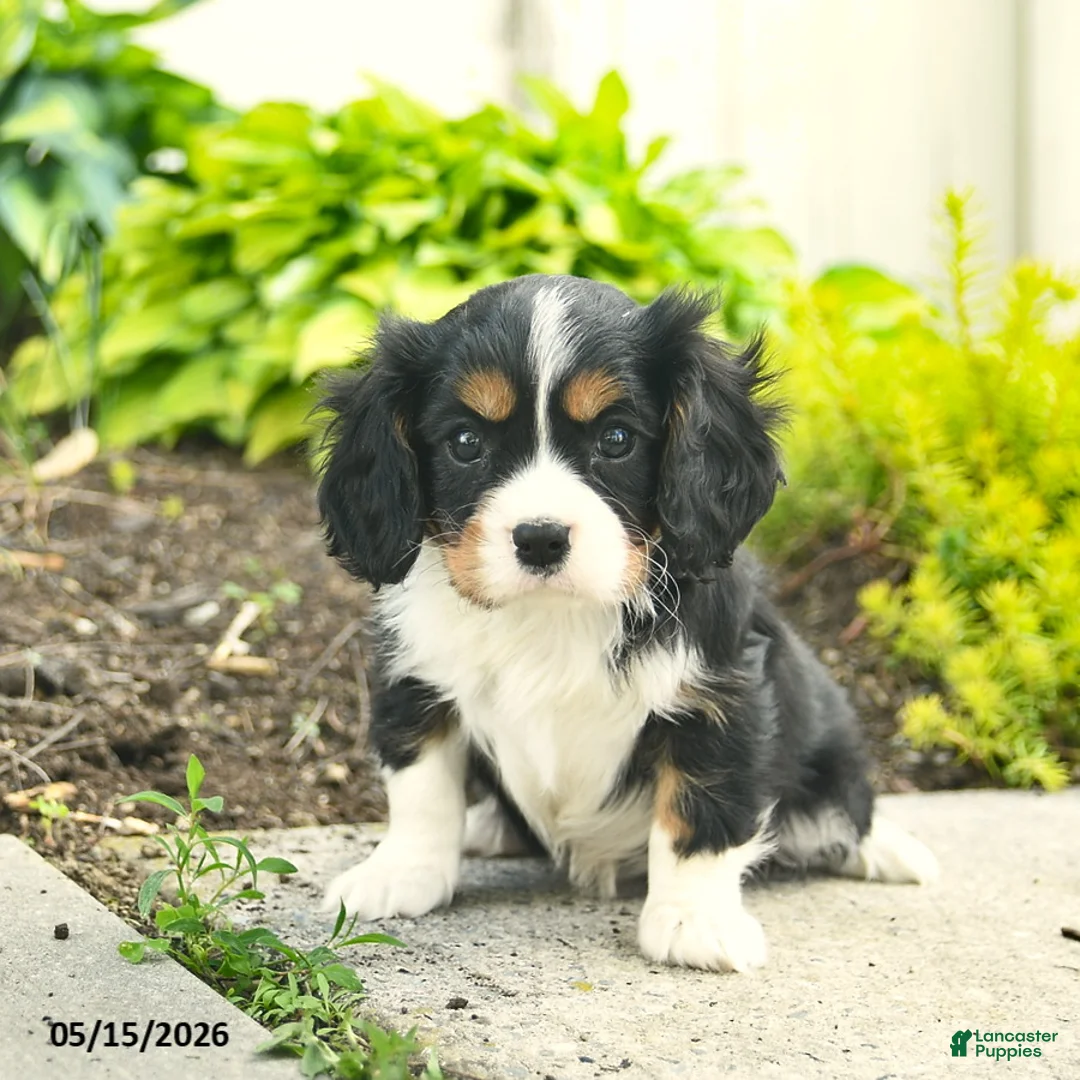 Cavalier King Charles Spaniel dogs for sale: Honey   - Ad 2