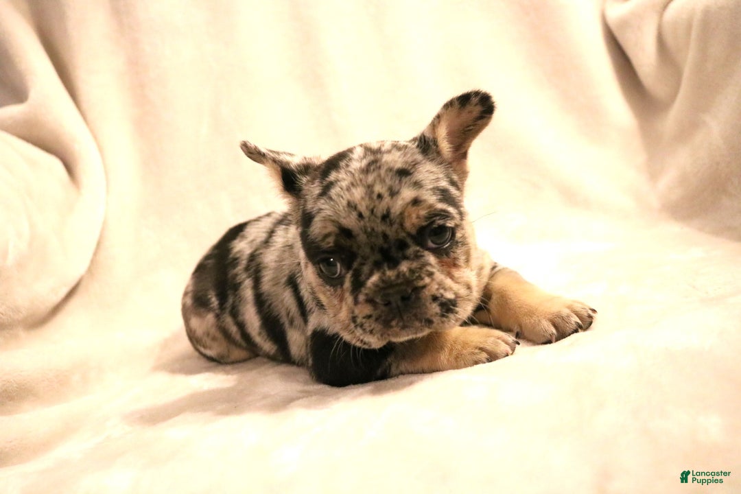 French Bulldog dogs for sale: Winnie - Ad 3