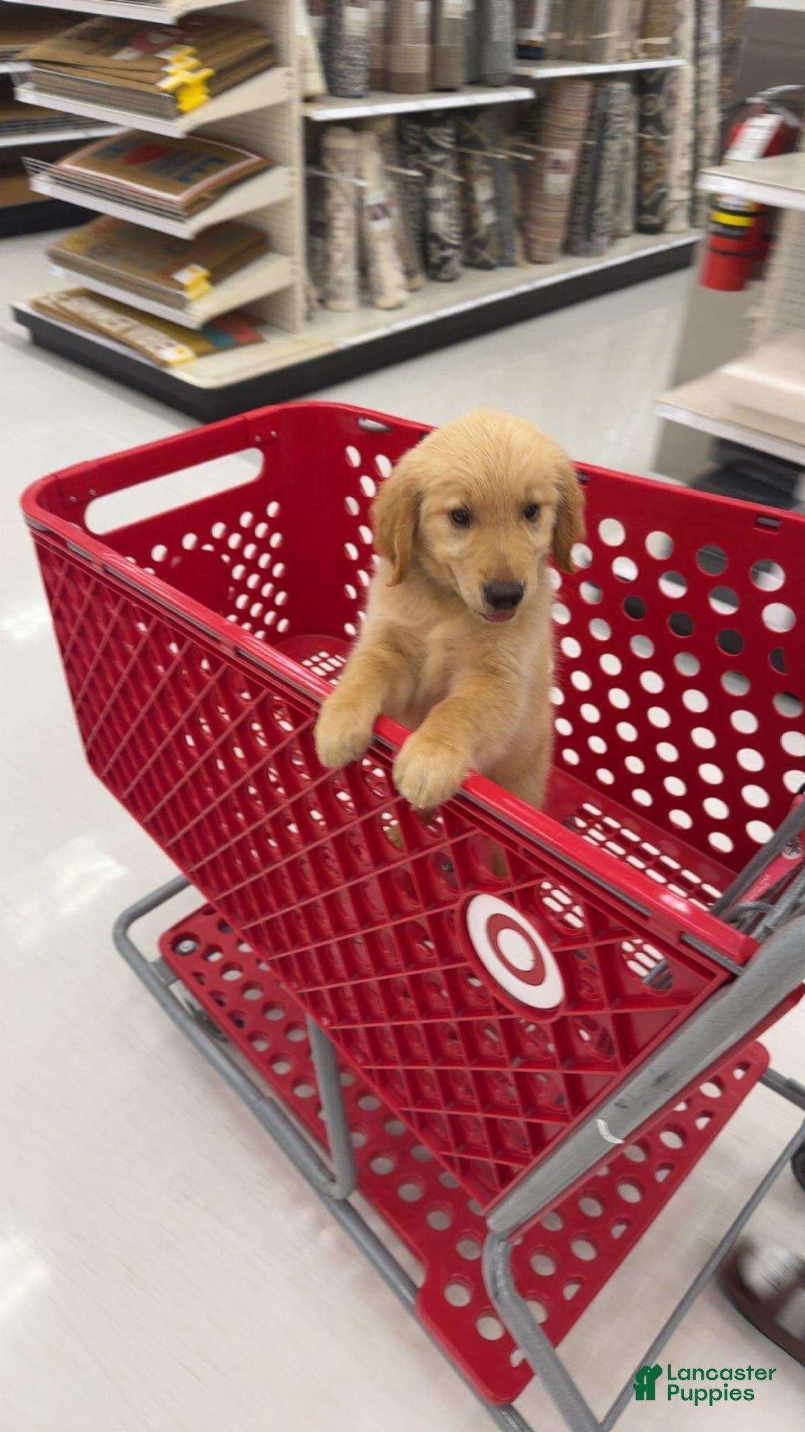 Golden Retriever dogs Hank - Ad 27