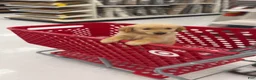 Golden Retriever dogs for sale: Hank - Ad 1
