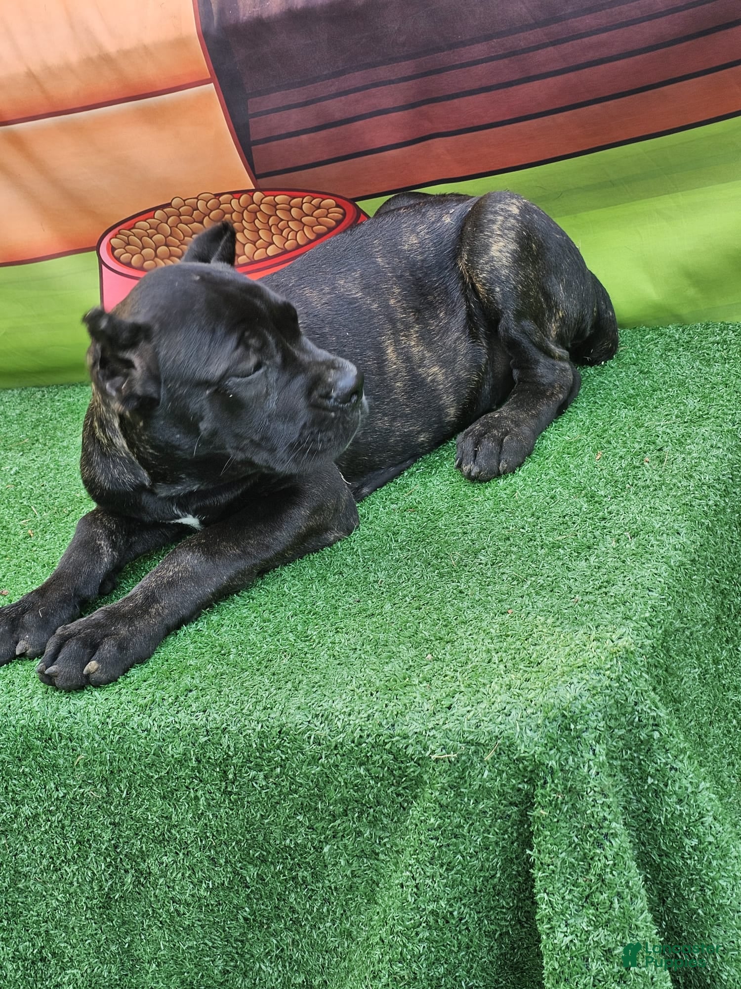 Cane Corso dogs ELLA - Ad 2
