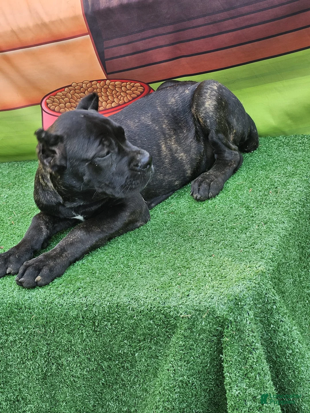 Cane Corso dogs for sale: ELLA - Ad 2