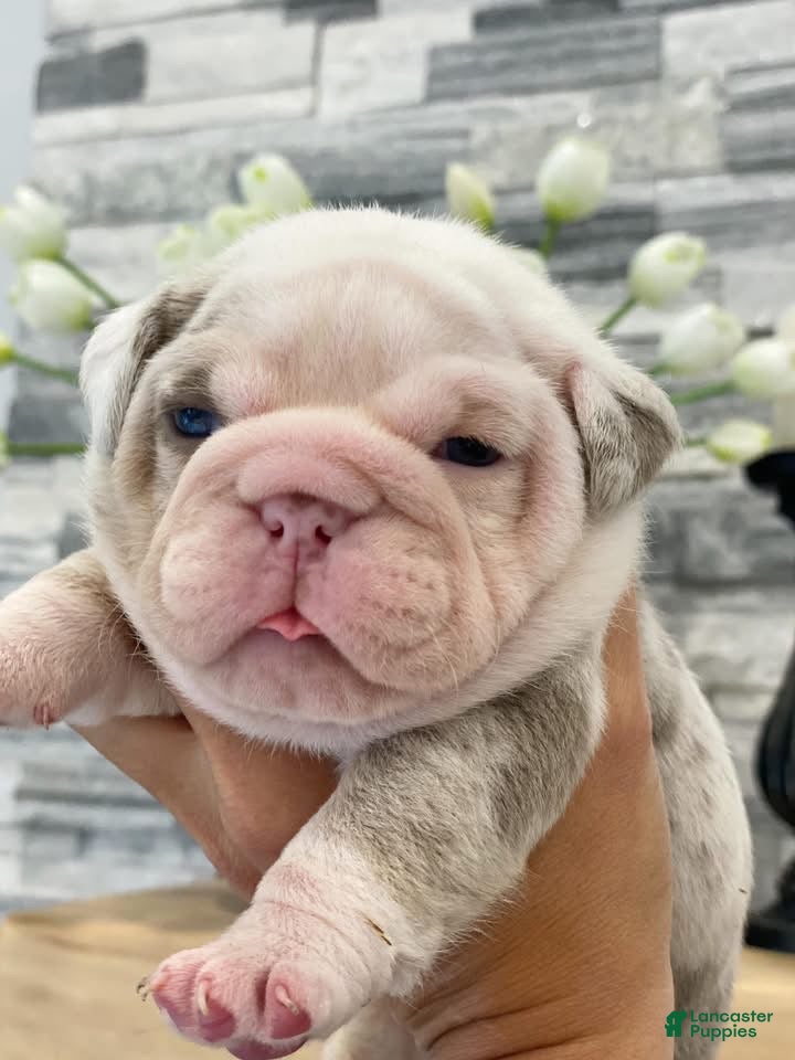 English Bulldog dogs Daisy - Ad 5