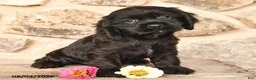 Cocker Spaniel dogs for sale: Daisy - Ad 4