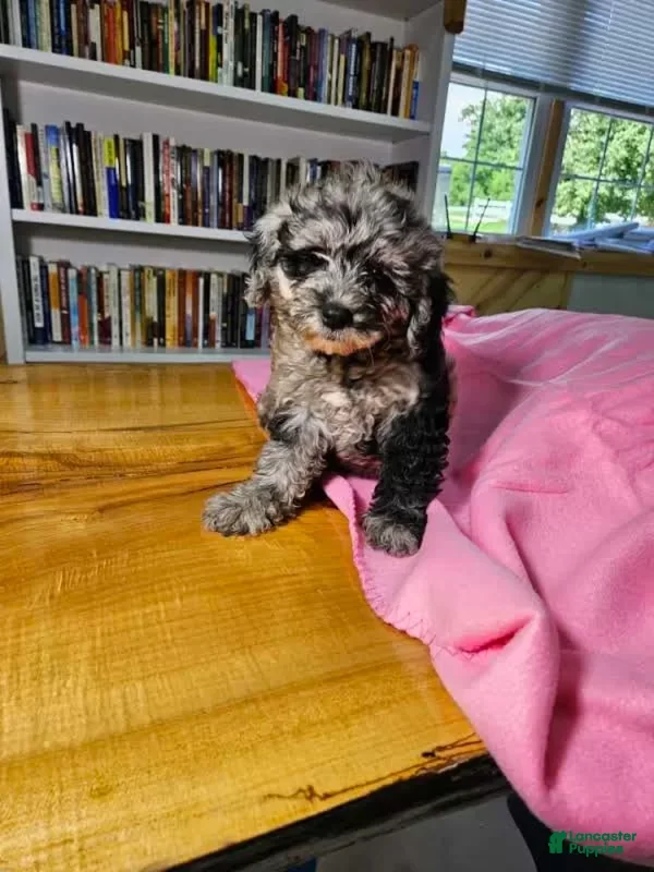 Mixed Breed dogs Speckles - Ad 2