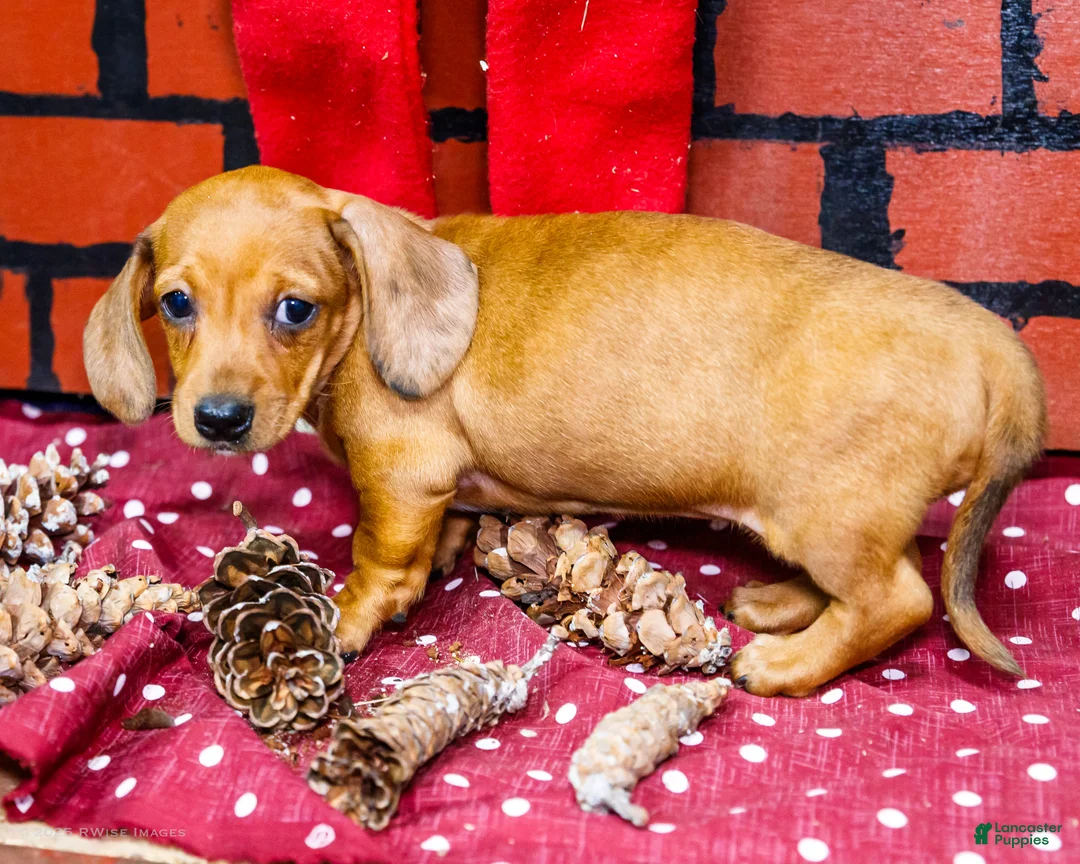 Miniature Dachshund dogs for sale: Vera - Ad 10
