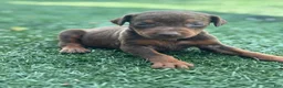 Doberman Pinscher dogs for sale: Zoe - Ad 3