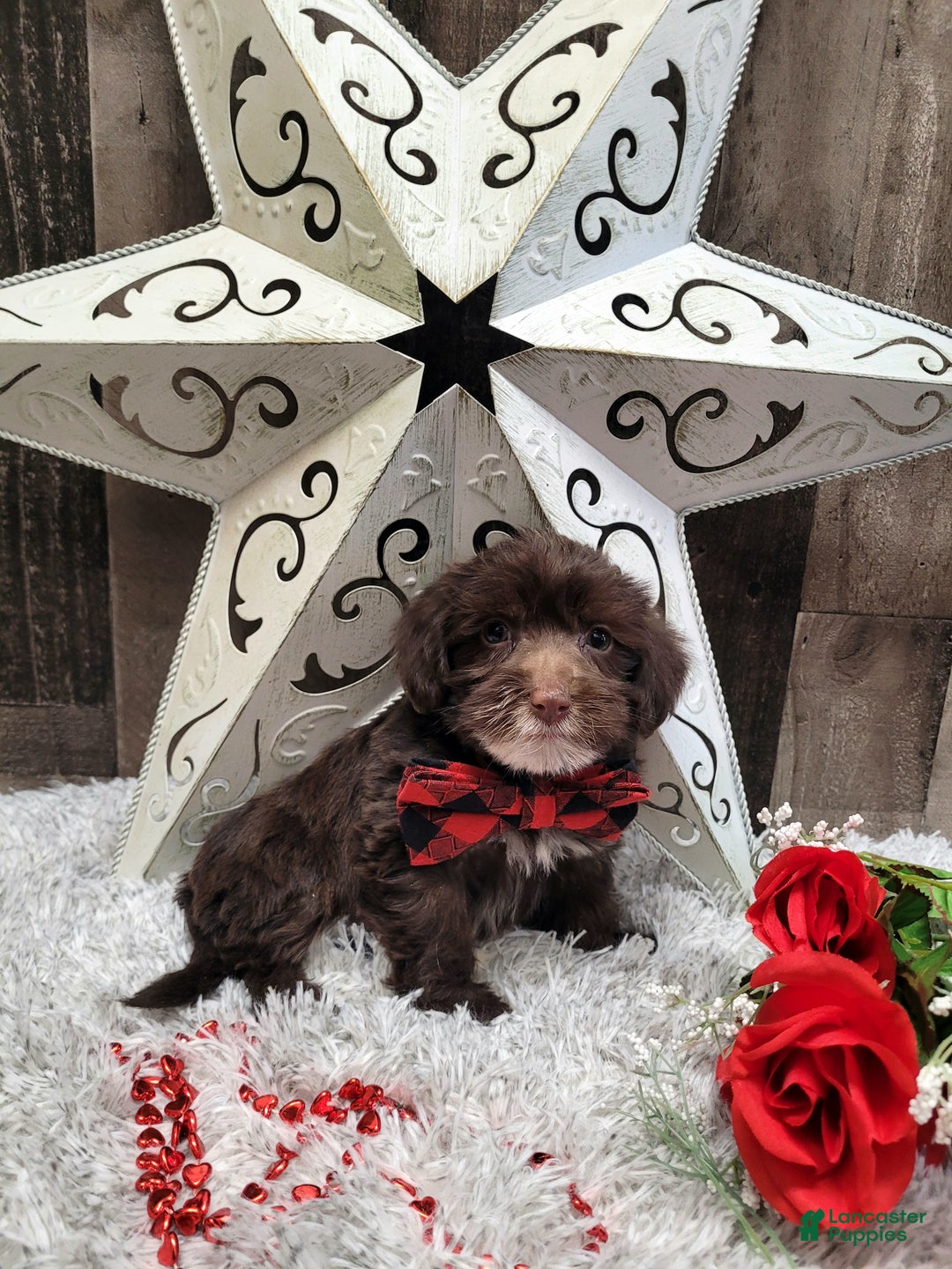 Mixed Breed dogs for sale: Brownie - Ad 9