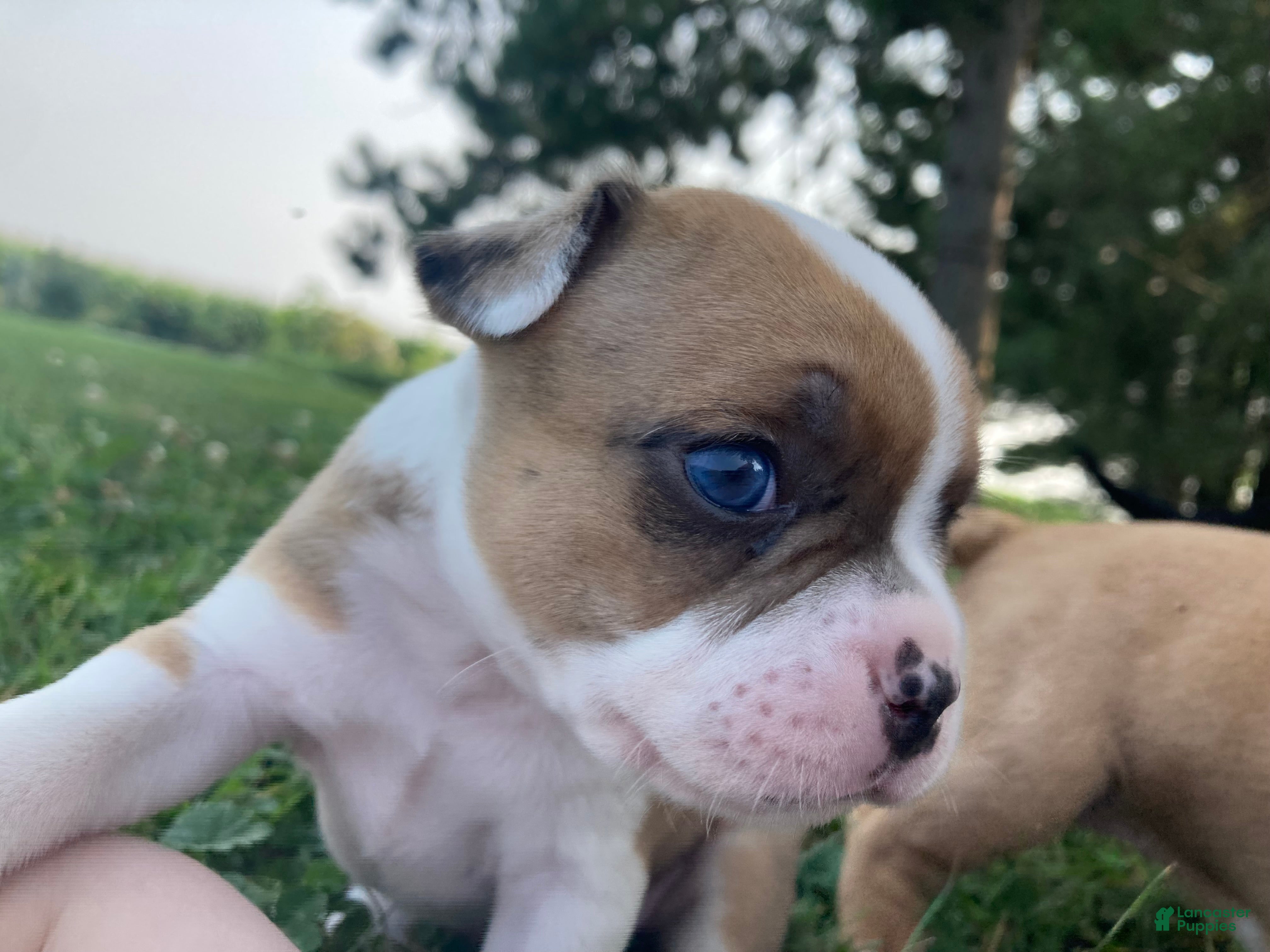 Frenchton dogs Zotz - Ad 1