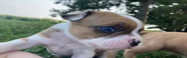 Zotz