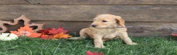 Goldendoodle dogs for sale: Ava - Ad 3
