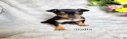 Miniature Pinscher dogs for sale: Belle  - Ad 2