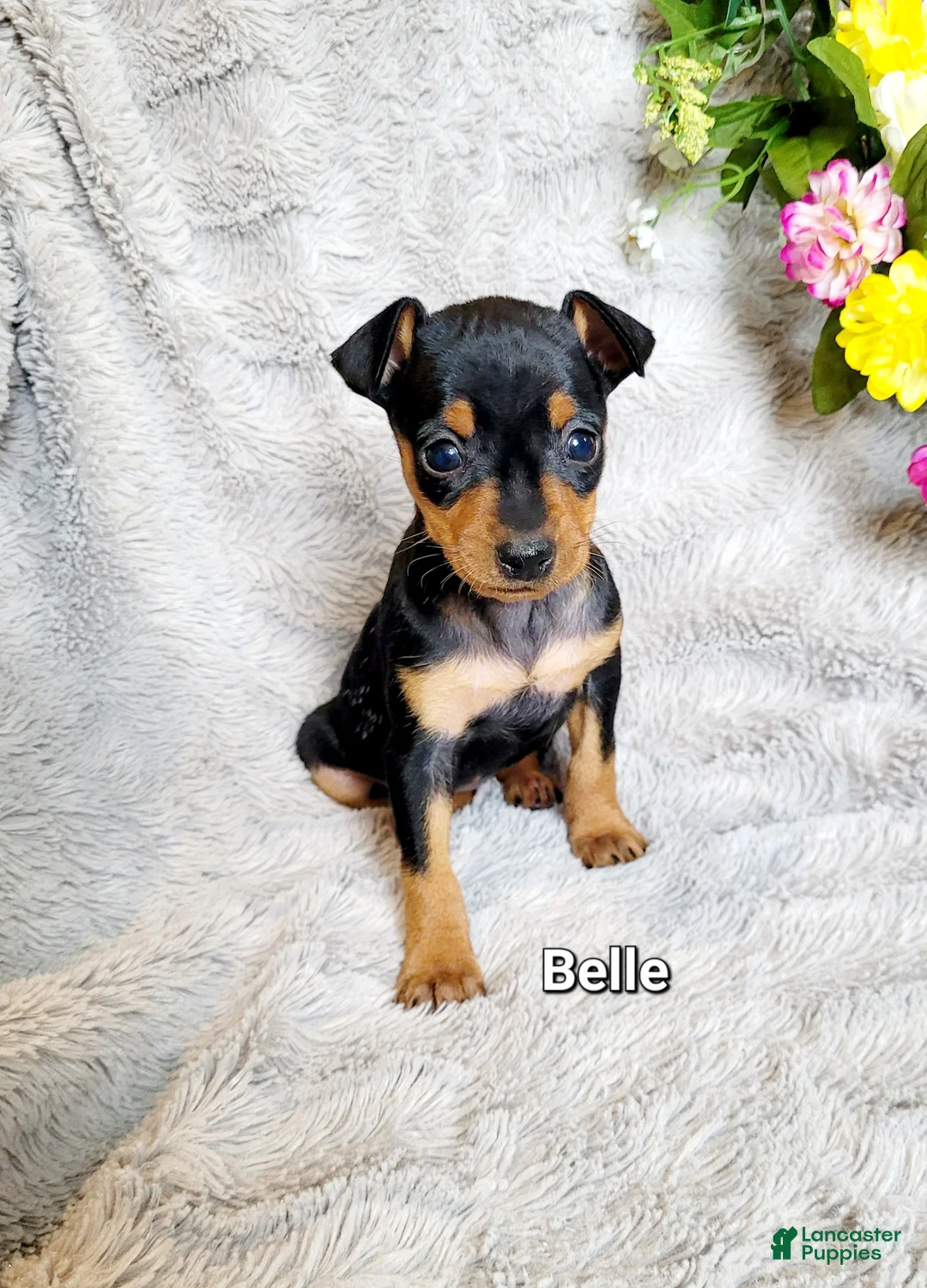 Miniature Pinscher dogs for sale: Belle  - Ad 2