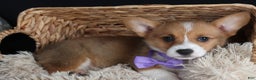 Welsh Corgi Pembroke dogs for sale: Holden - Ad 9