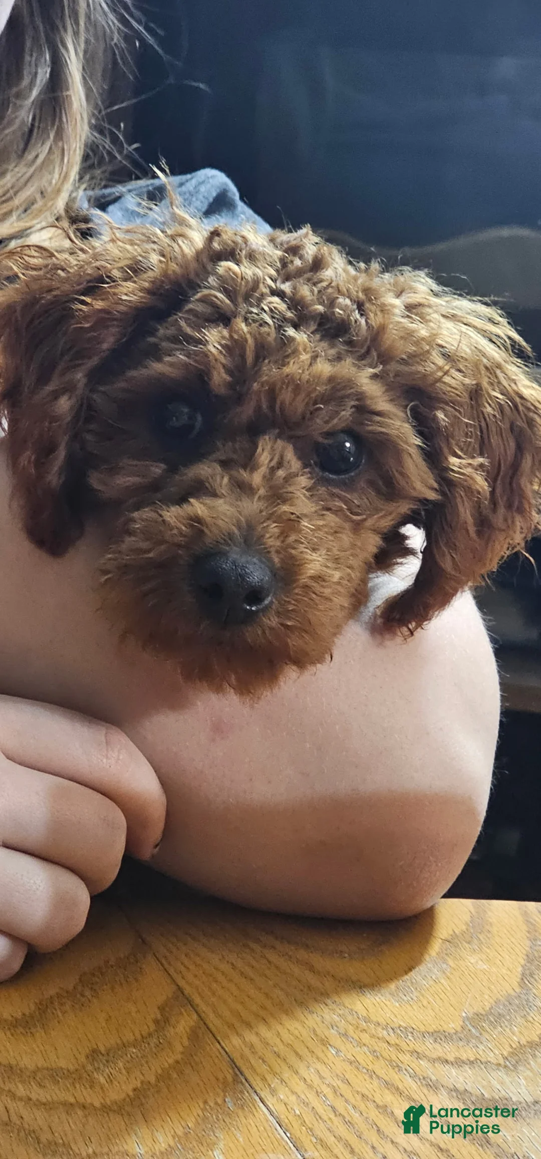 Miniature Poodle dogs for sale: Ozzy-potty trained! - Ad 6