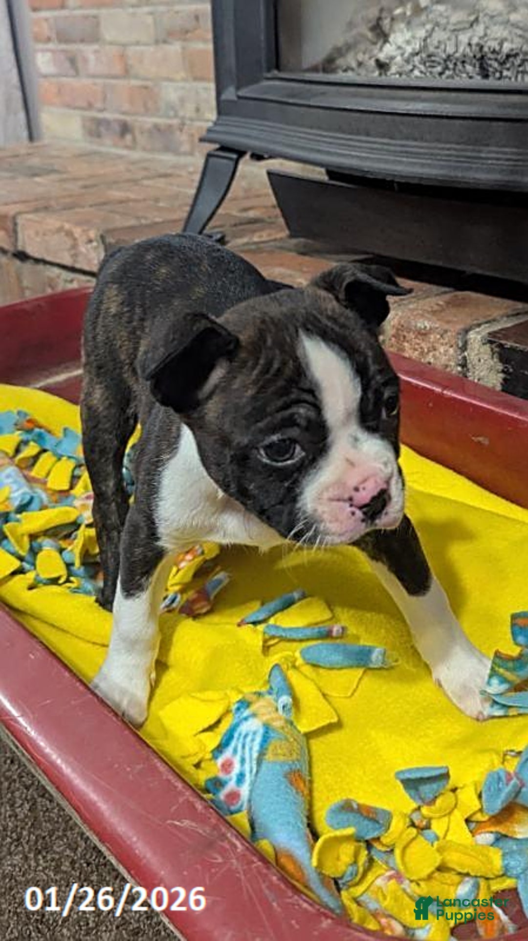 Boston Terrier dogs for sale: Hailey - Ad 2