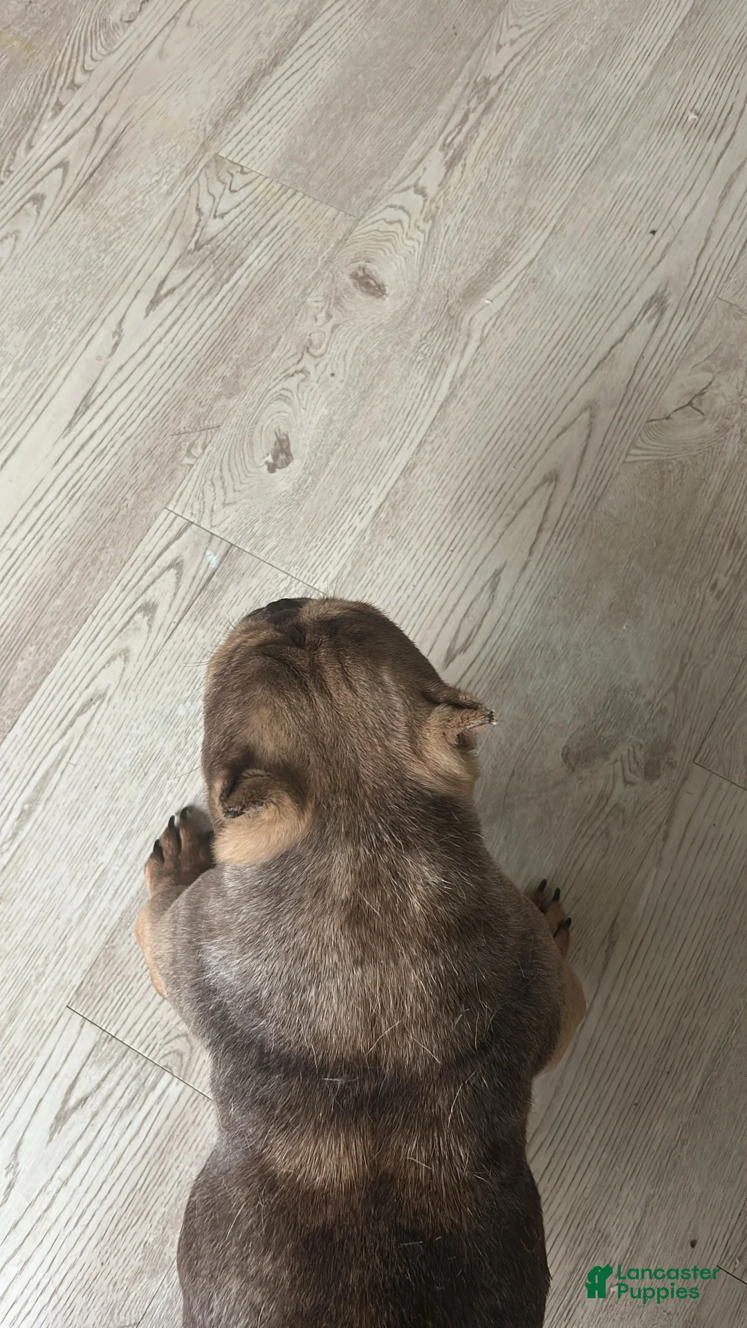 American Bully dogs for sale: American Bully 1 - Ad 2