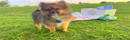 Pomeranian dogs for sale: Cinnamon  - Ad 2