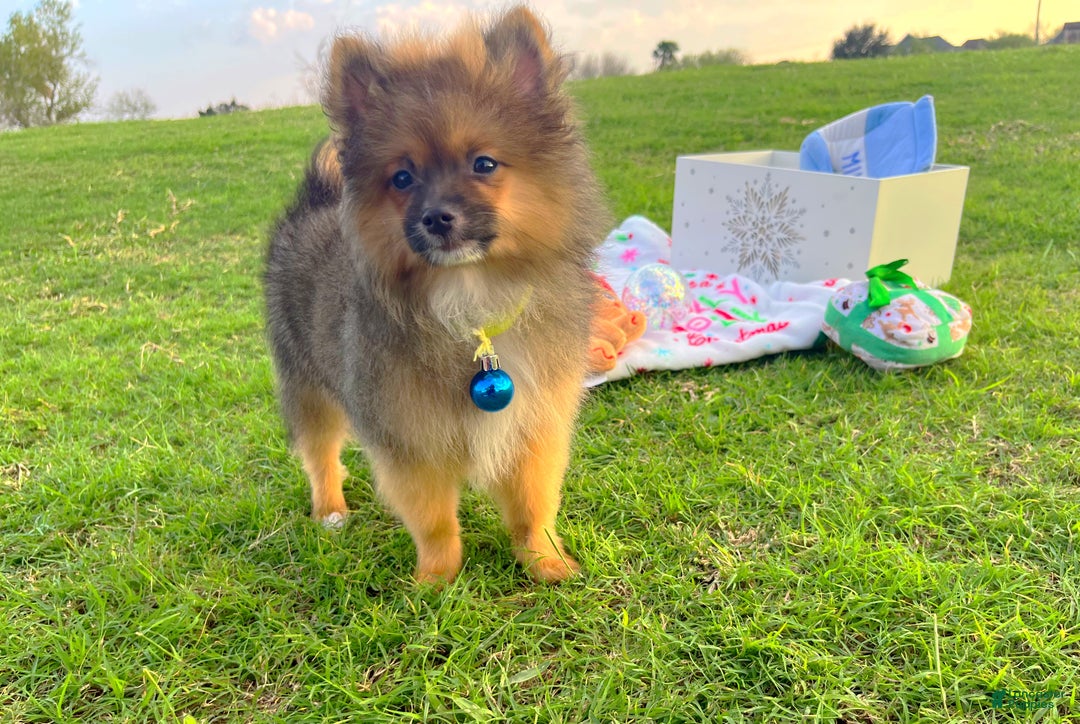 Pomeranian dogs for sale: Cinnamon  - Ad 2