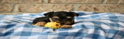 Morkie dogs for sale: Joe - Ad 3