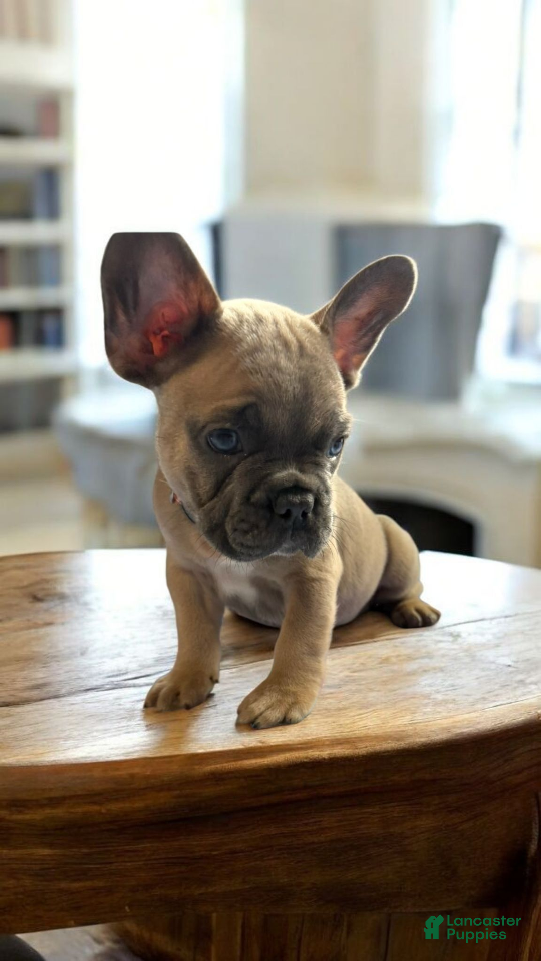 French Bulldog dogs for sale: Rocky French Bulldog  - Ad 4
