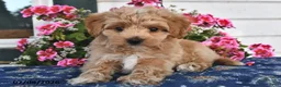 Maltipoo dogs for sale: Cinnamon - Ad 4