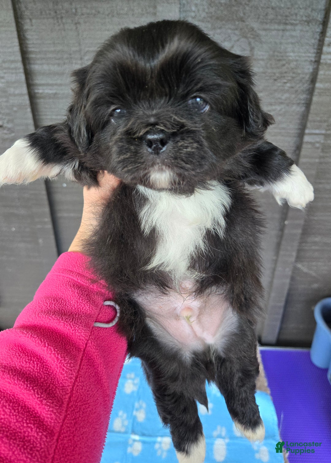 Pekingese dogs for sale: Lurch - Ad 5