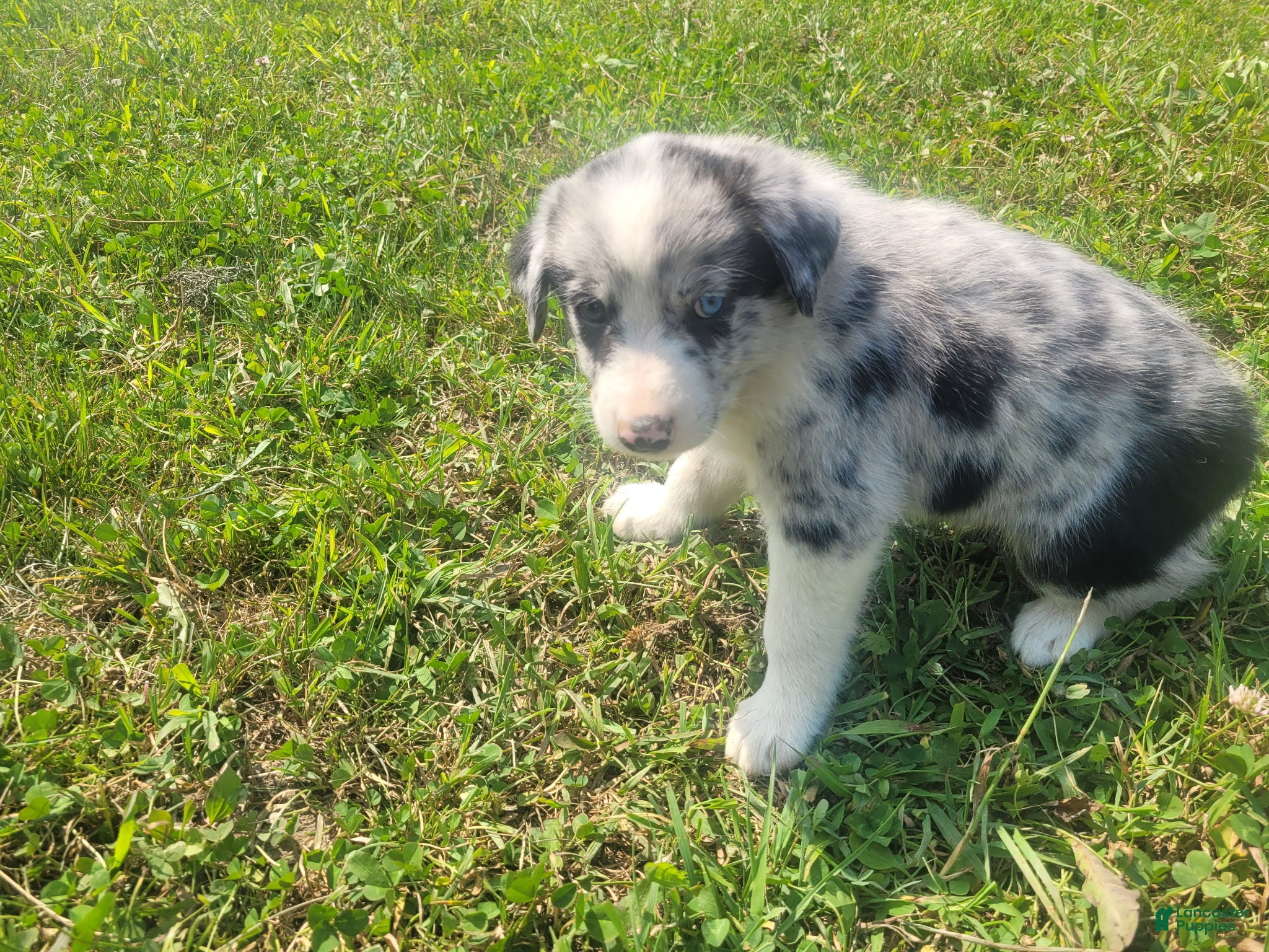 Mixed Breed dogs Ram  - Ad 1