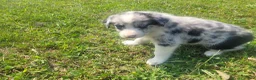 Mixed Breed dogs for sale: Ram  - Ad 1