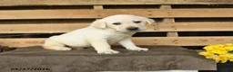 Labrador Retriever dogs for sale: Freedom - Ad 1