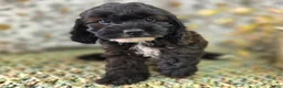 Cockapoo dogs for sale: Vega - Ad 3